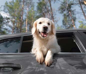 How to Keep Your Pets Safe While Driving
