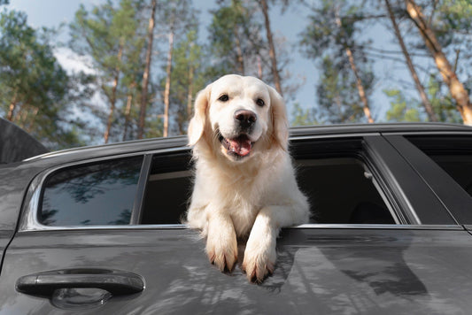 How to Keep Your Pets Safe While Driving