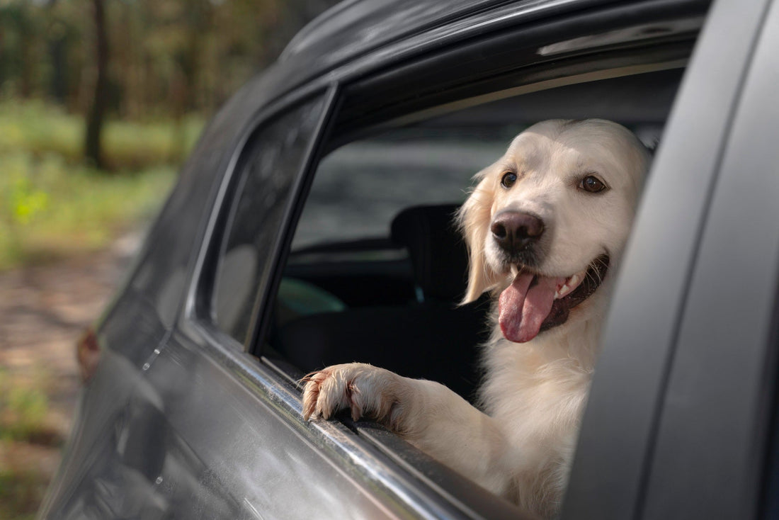 Pet-Friendly Car Accessories: Keep Your Vehicle Clean & Comfy